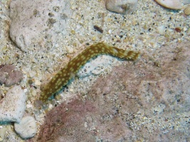 31 Light Spotted Sea Cucumber IMG 2214.JPG